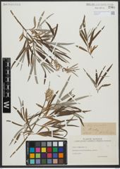Foto von Salix viminalis L.